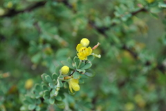 Berberis amoena
