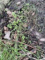 Anthriscus caucalis