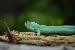 Gastropholis prasina