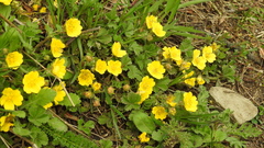 Potentilla incana