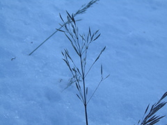 Bromus inermis