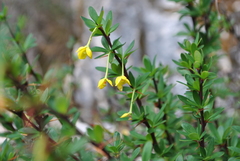 Berberis nanifolia