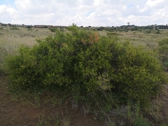 Searsia ciliata
