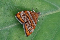 Choreutis orthogona
