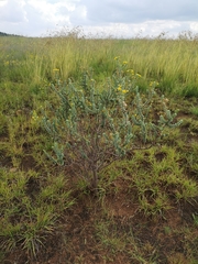 Euryops empetrifolius