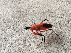Agyrius podagricus