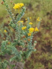 Euryops empetrifolius