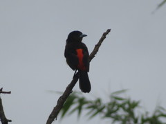 Ramphocelus flammigerus