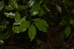 Cryptocarya bidwillii