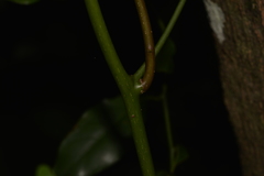 Cryptocarya bidwillii