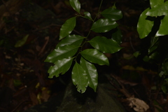 Cryptocarya bidwillii