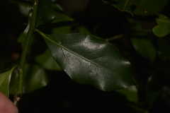 Cryptocarya bidwillii