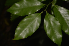 Cryptocarya bidwillii