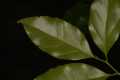 Cryptocarya bidwillii