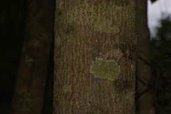 Cryptocarya bidwillii