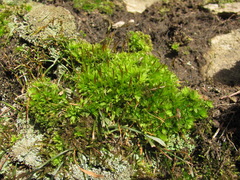 Tortula mucronifolia