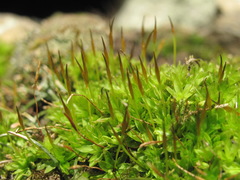 Tortula mucronifolia