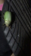 Pelidnota semiaurata