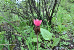 Podophyllum hexandrum