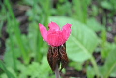 Podophyllum hexandrum