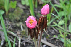 Podophyllum hexandrum