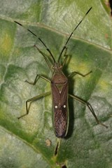 Homoeocerus punctum
