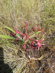 Nerine laticoma