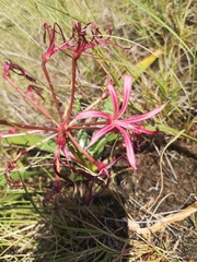 Nerine laticoma