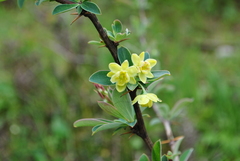 Berberis tianbaoshanensis