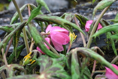 Podophyllum hexandrum