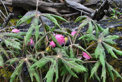 Podophyllum hexandrum