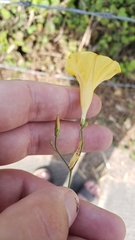 Ipomoea microsepala