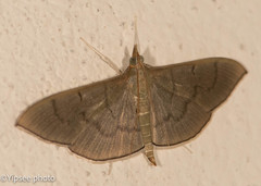 Poliobotys ablactalis