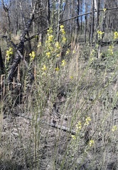 Erysimum canum