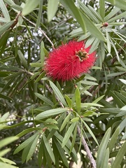 Melaleuca citrina