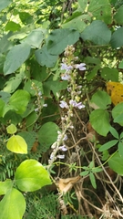 Calopogonium caeruleum