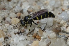 Bembecinus borneanus