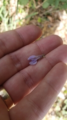 Calopogonium caeruleum