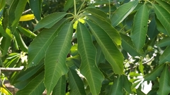Ceiba speciosa