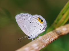 Everes lacturnus
