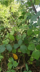 Calopogonium caeruleum