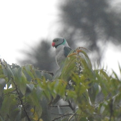 Psittacula columboides