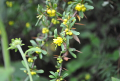 Berberis verruculosa