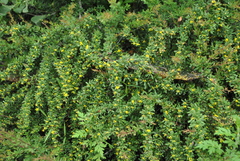Berberis verruculosa