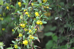 Berberis verruculosa