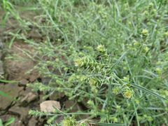 Corispermum hyssopifolium