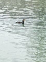 Phalacrocorax carbo