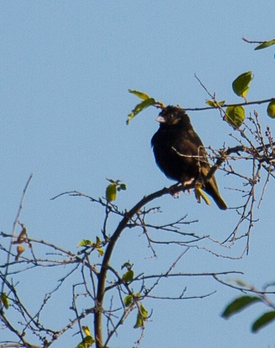Purple Indigobird (Vidua purpurascens), photo 5