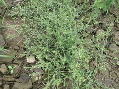 Corispermum hyssopifolium