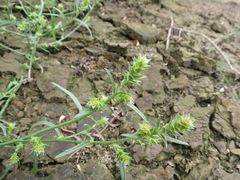 Corispermum hyssopifolium